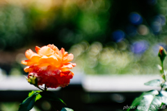 夏よ、こんにちは