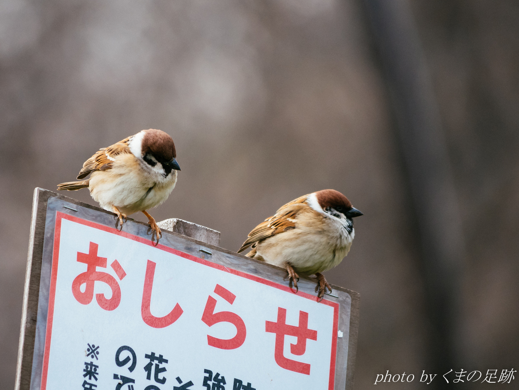 おしらせです