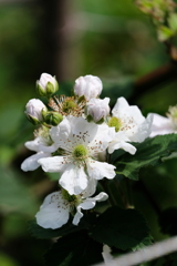 初夏の弦楽四重奏