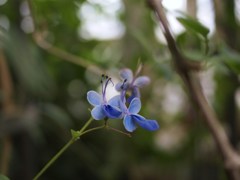 常春の揺りかご ⅩⅡ