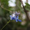 常春の揺りかご ⅩⅡ
