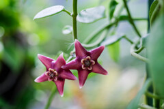 星の花