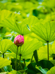 まちどおしい夏