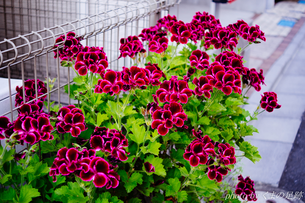 一番のお気に入り