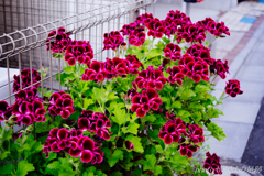 一番のお気に入り