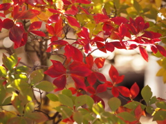 朝紅