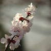 春の鼓動ⅩⅩⅢ