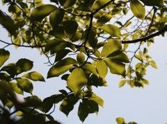 過ぎし５月を愛でる Ⅱ