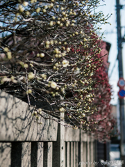 梅まつり始まる：SIGMA 30mm F1.4