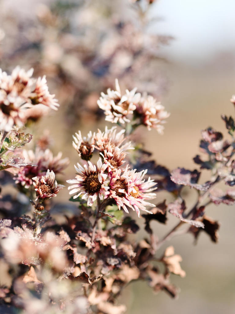 ウィンタードライ