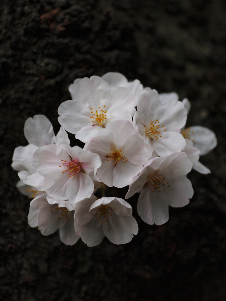 雨の日にはブーケを