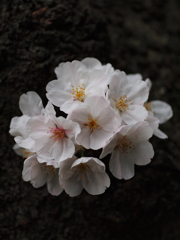 雨の日にはブーケを