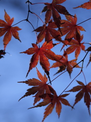 冬紅葉：45ｍｍ