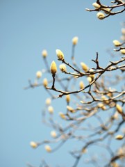 春の鼓動ⅩⅠ
