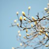 春の鼓動ⅩⅠ