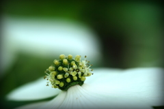 花もあります