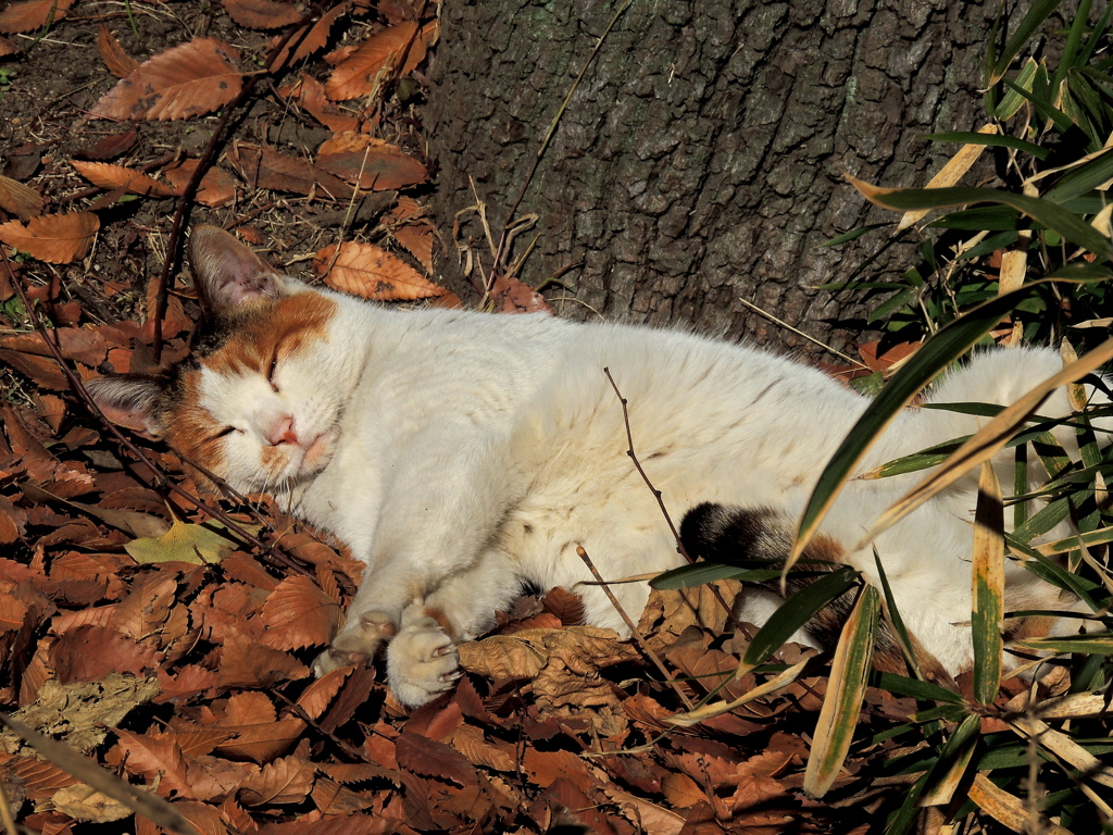 もう～寝かせてよ