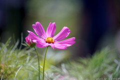 夏桜