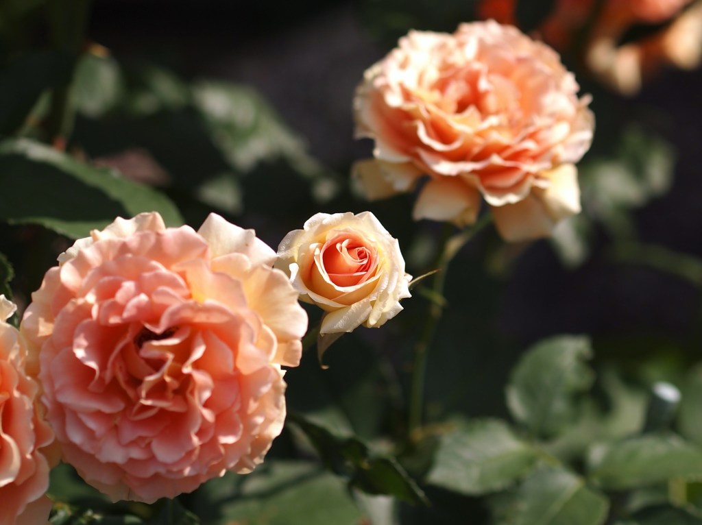 rose-garden Ⅳ