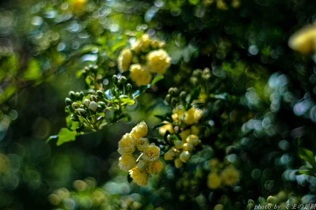 秘密の花園へ