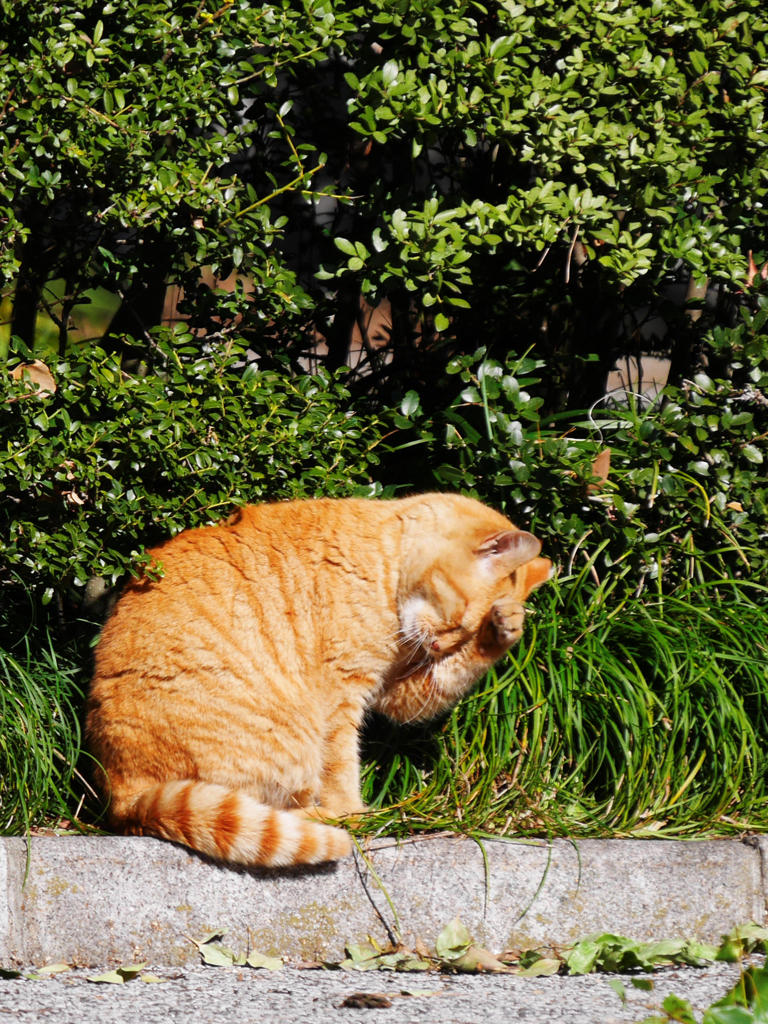 顔は写しゃにゃぃで!!