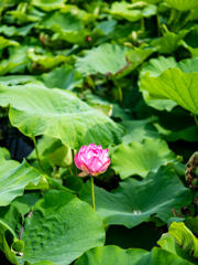 かそけき夏のにほひ