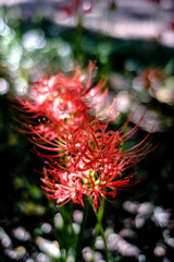 毀滅の華 毀滅の華