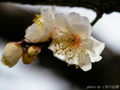 天気予報はまた雨を告ぐ：SIGMA 60mm F2.8