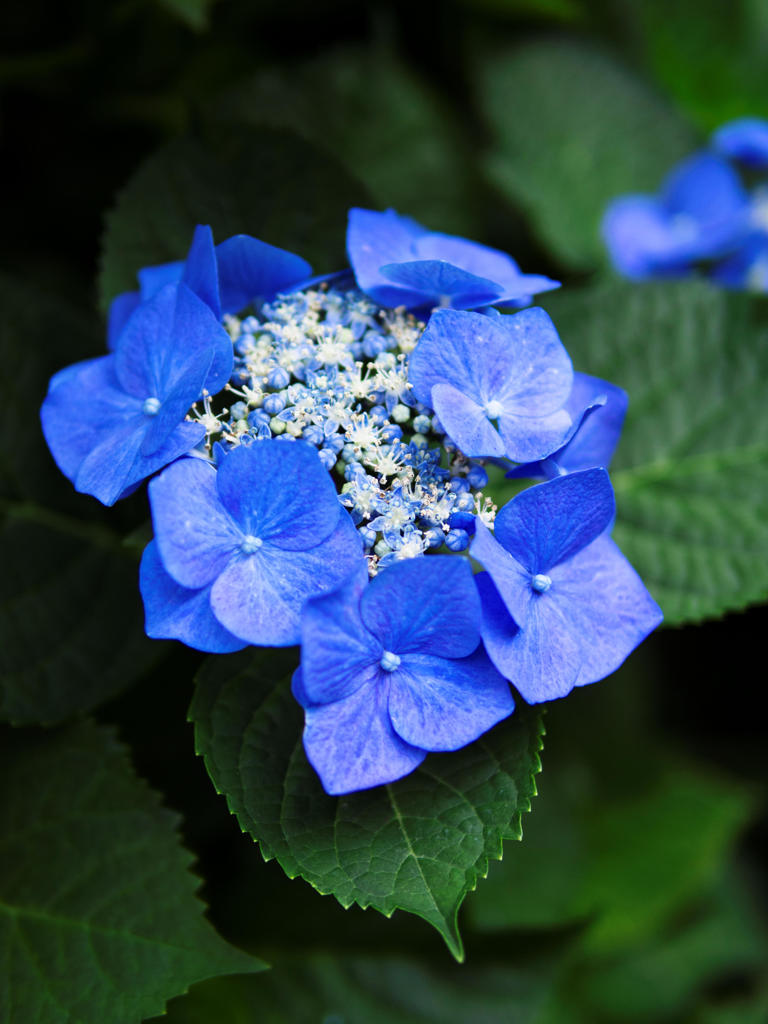 蒼の冠