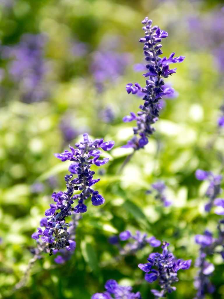 陽射しが恋しい