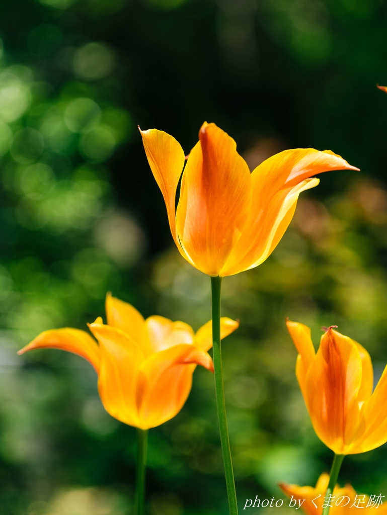 きゃんでぃカラー