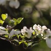 初夏の彩り ⅩⅡ