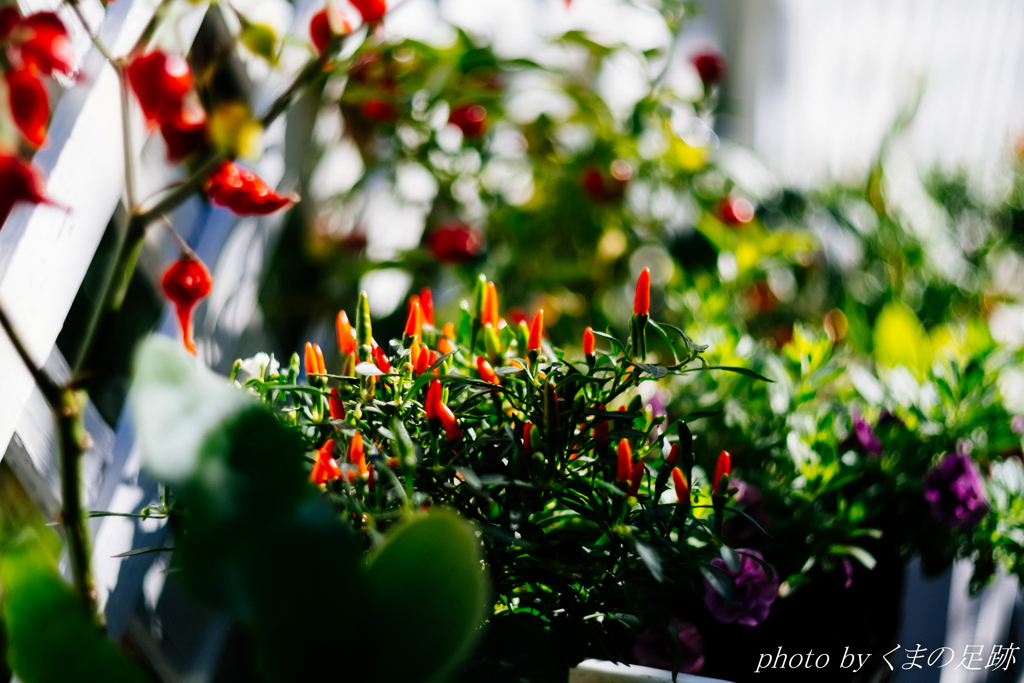 はっぴ・ばーすで