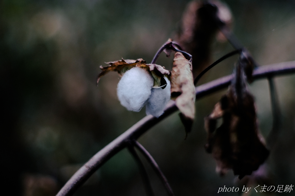 冬にはコットン by くまの足跡 （ID：9233975） - 写真共有サイト:PHOTOHITO