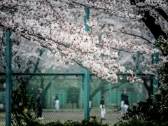 がんばれルーキー