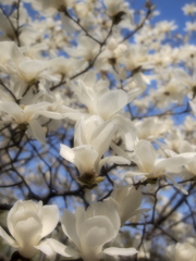 春よはばたけ