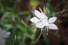 小さき花