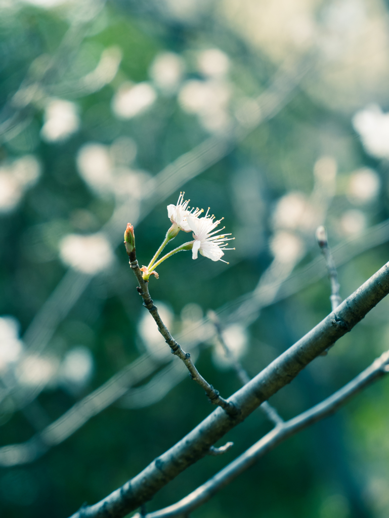 二輪桜