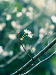 二輪桜