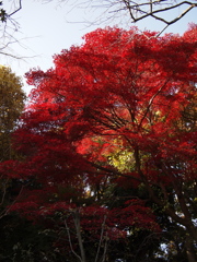 紅映える