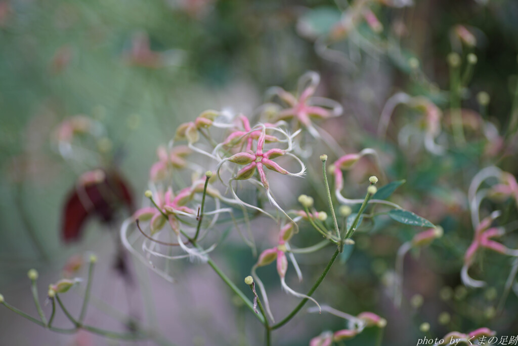 まわるまわるよ