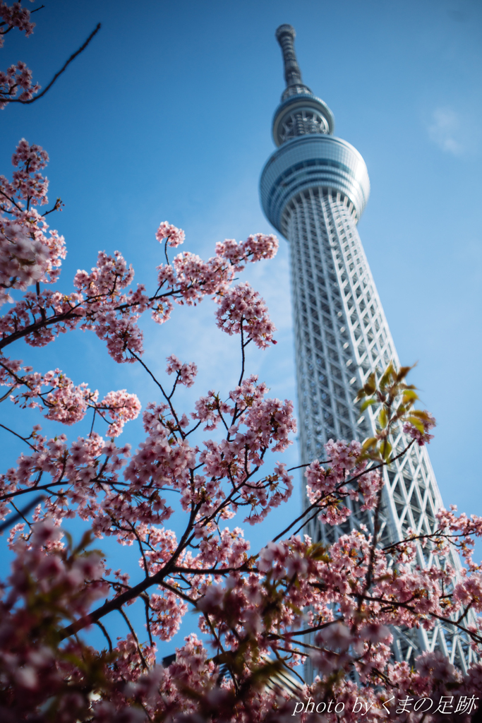 遠ざかるハル