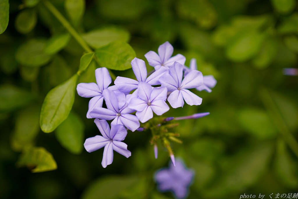 パープルライン