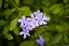 パープルライン