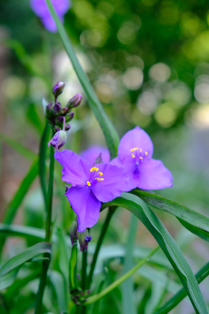 トライアングル