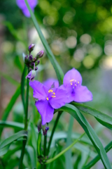 トライアングル