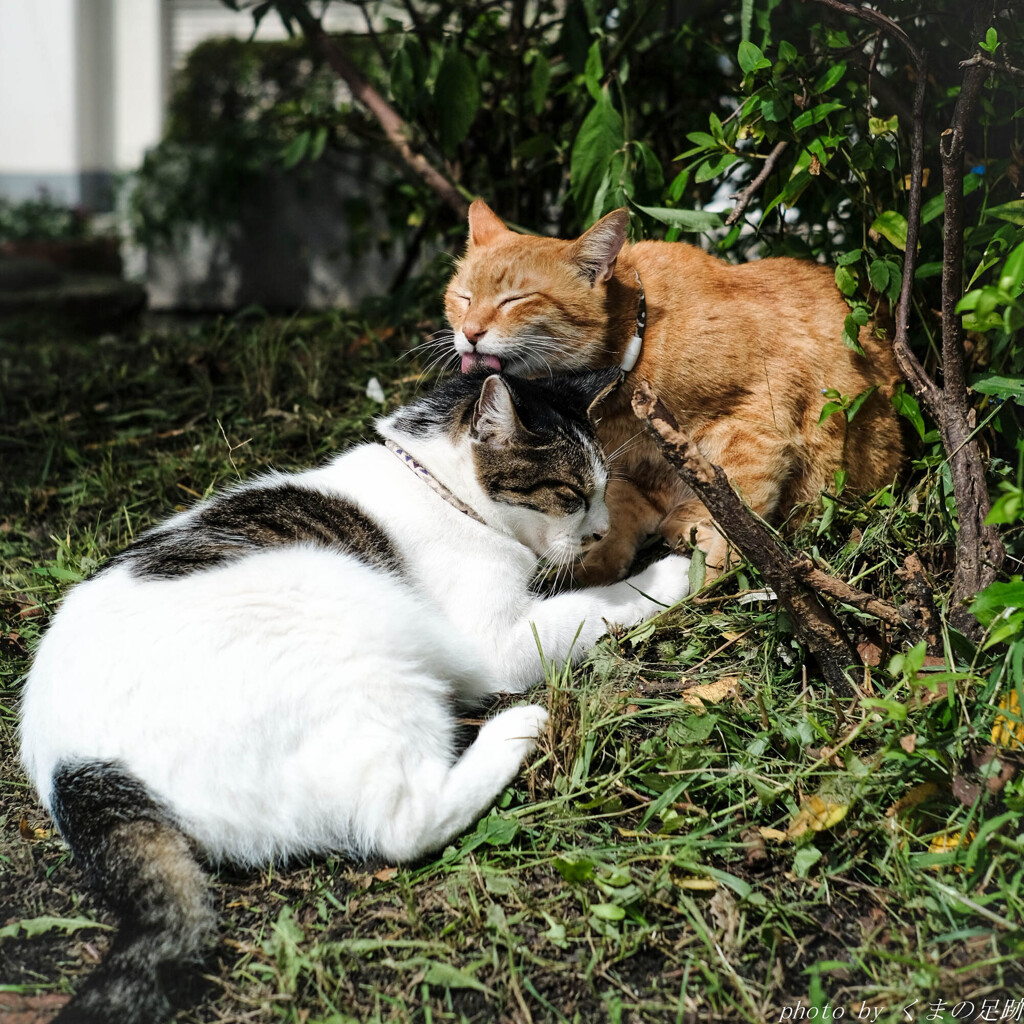 Days of Gentle Love
