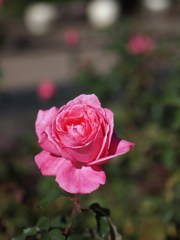 Autumn rose ⅩⅠ