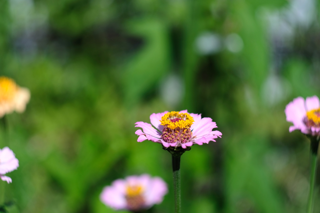 黄金のかんむり