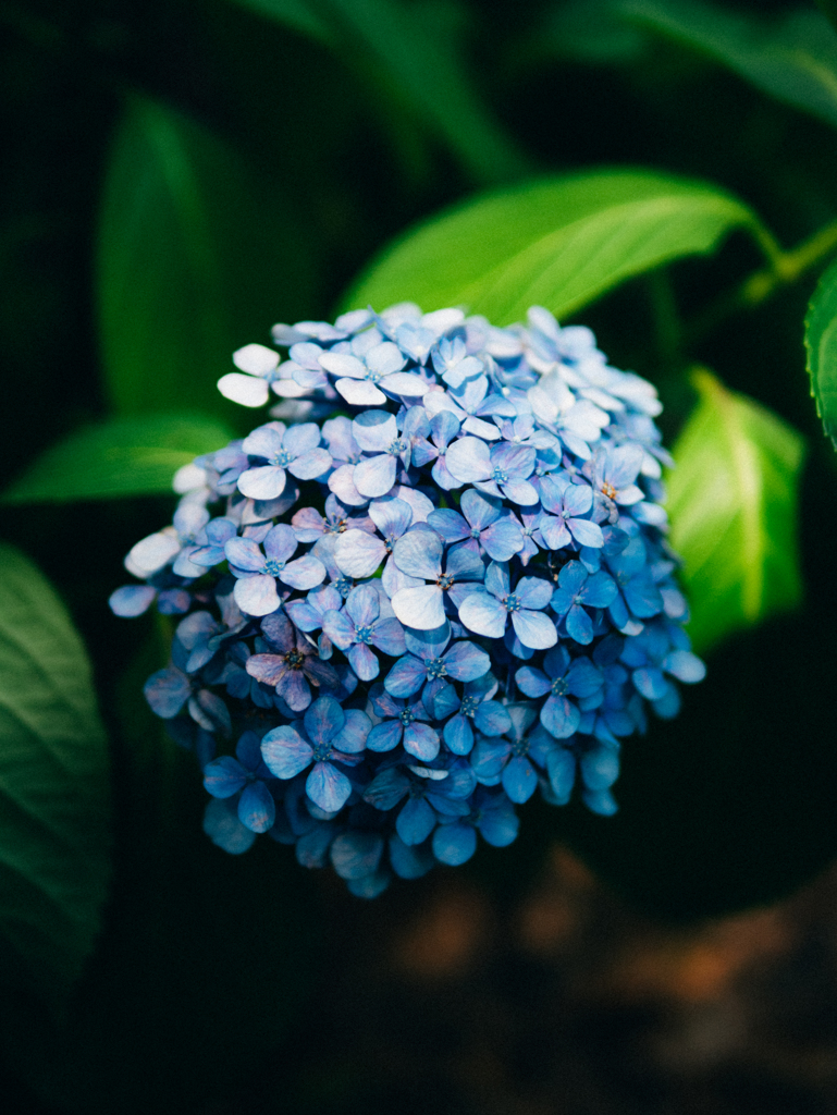 忘れ去られるものたち